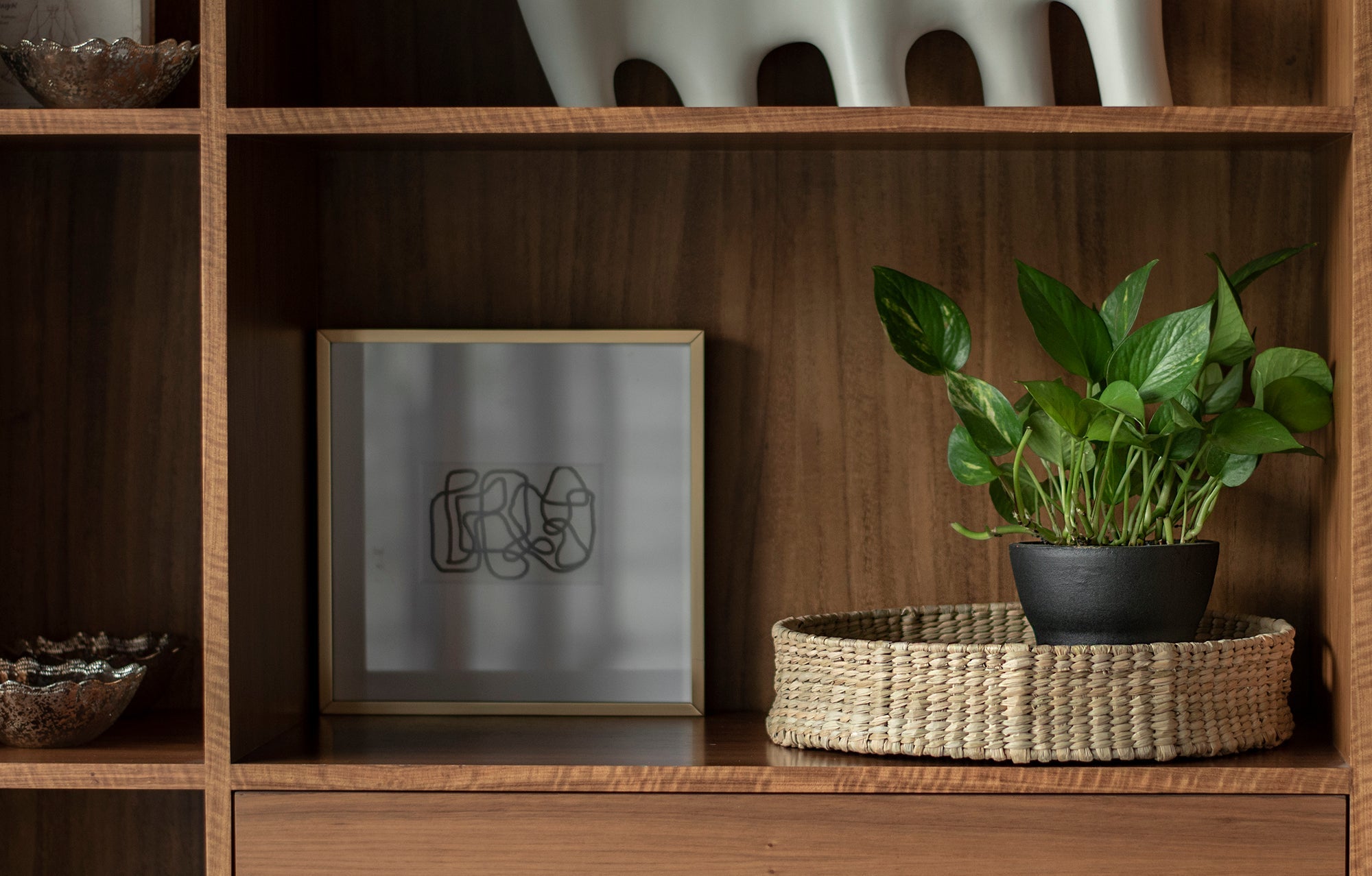Las Mejores Plantas Para Interior y Cómo Cuidarlas